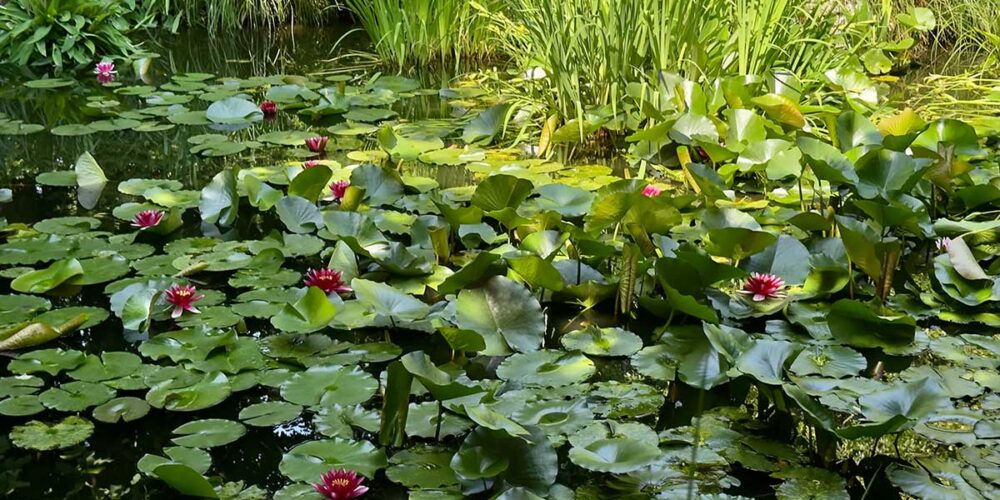 Nuovo sito web Aldeghi giardini